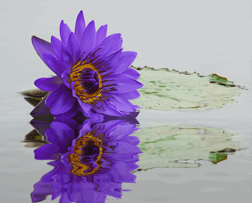 Fioletowy gerber w wodzie